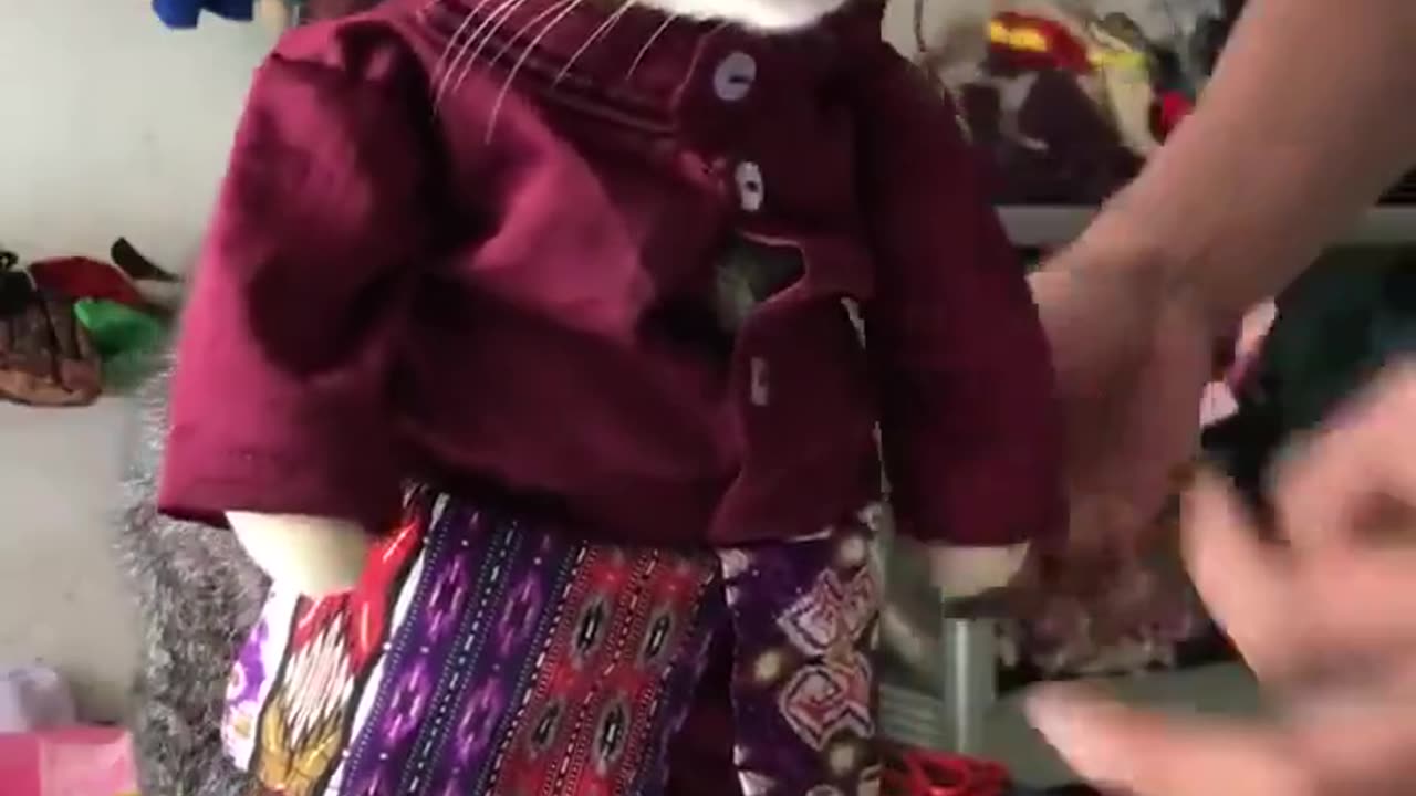 Bros only just tolerating it for dinner time😂😸