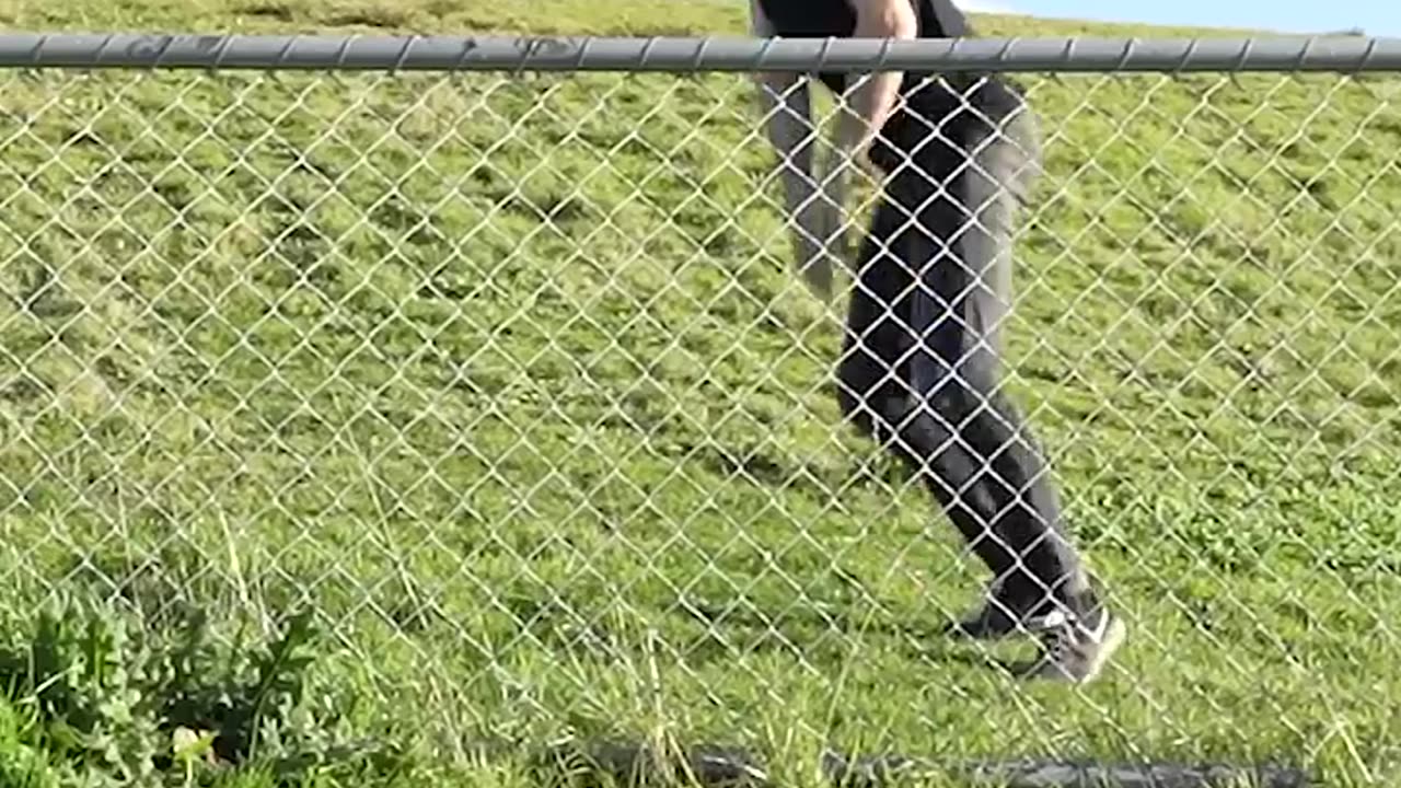 How Different Animals Cross a Fence 😂🐶🐱