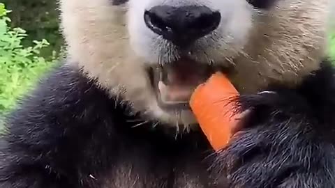 Cute panda eating a carrot 🥕 🐼