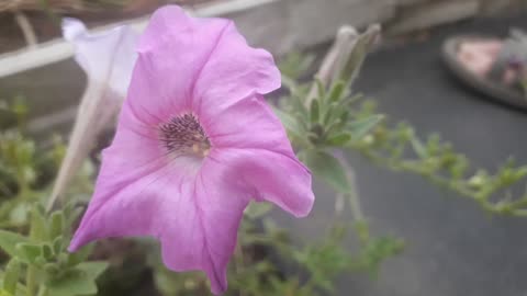 Petunia close-up