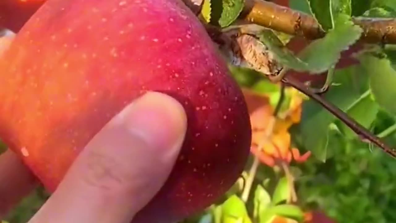 "Golden Harvest: Gathering Nature's Sweetest Bounty"