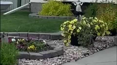 #shorts #blackbird checking out the #garden 🐧 #animals #bird #birds #landscape #black #summer #day