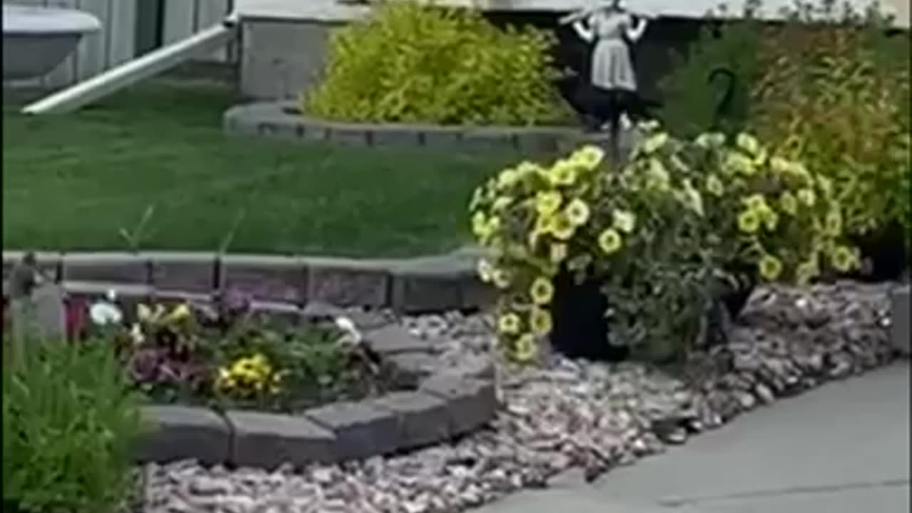 #shorts #blackbird checking out the #garden 🐧 #animals #bird #birds #landscape #black #summer #day