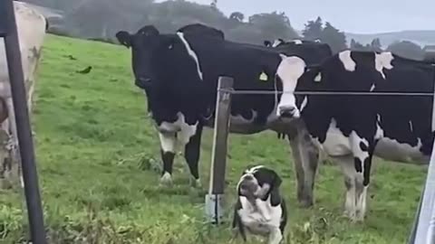 “You’re not a cow” 😂