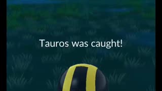 Pokémon GO-XXS Tauros(Weight-46.49kg, Height-0.7m)