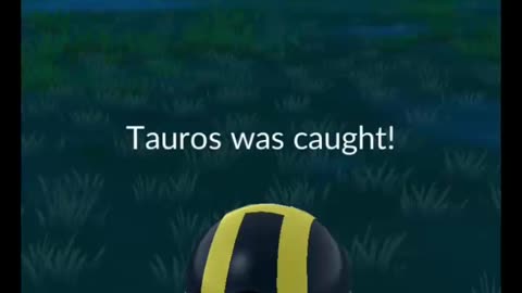 Pokémon GO-XXS Tauros(Weight-46.49kg, Height-0.7m)