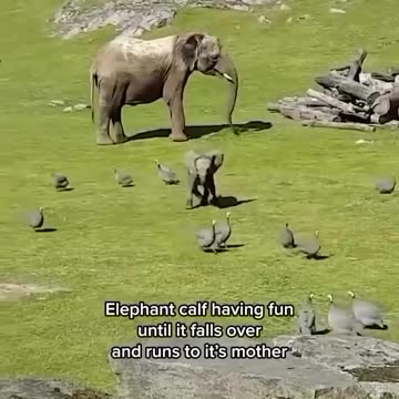 Elephant baby 🤣
