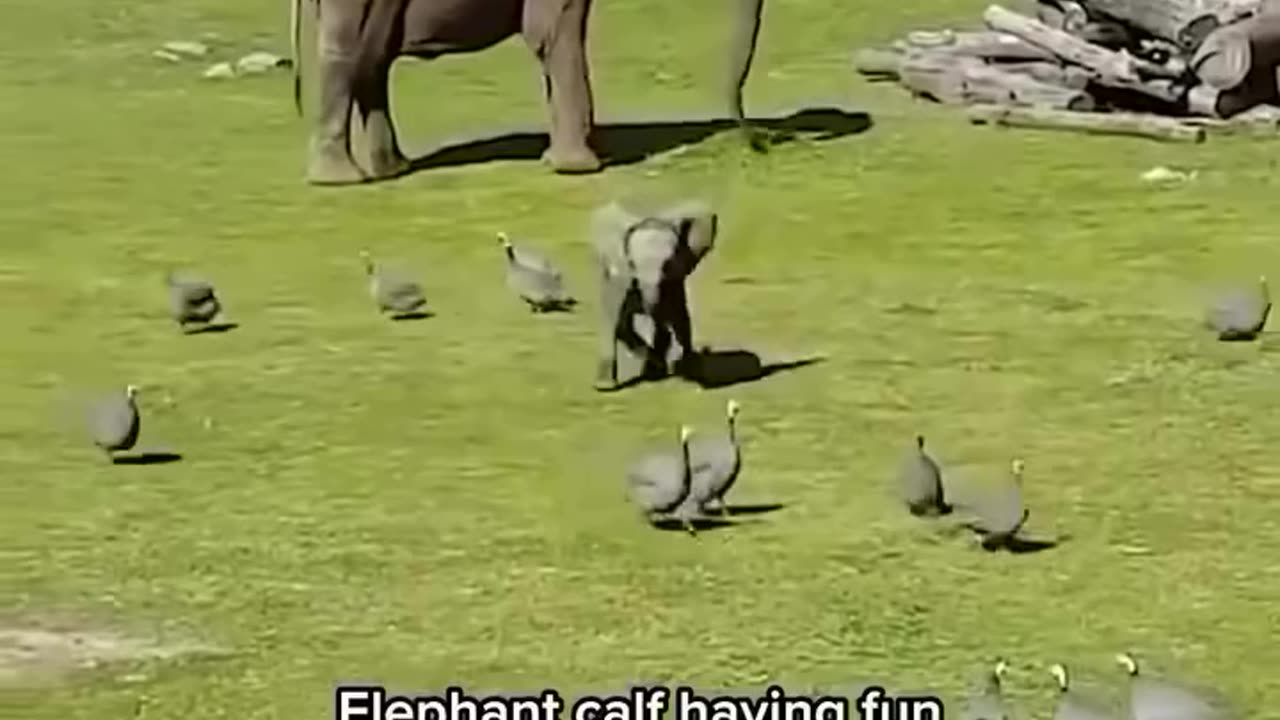 Elephant baby 🤣