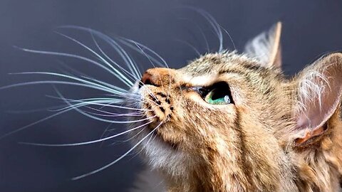 How Do Cats Use Their Whiskers