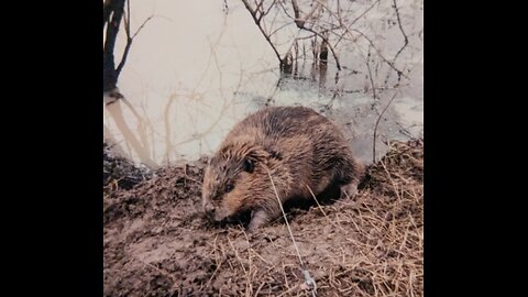 Snare building and loading