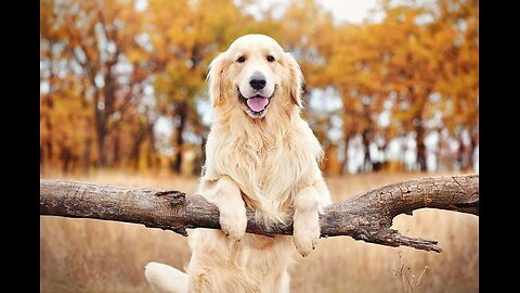 Golden Retriever Puppy is confused by a piece of LIME