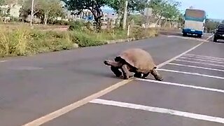 Gigantic Galapagos tortoise stops traffic on Santa Cruz Island