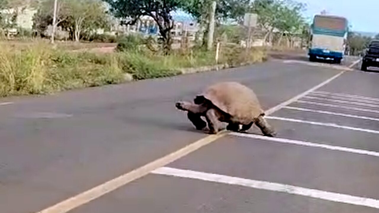 Gigantic Galapagos tortoise stops traffic on Santa Cruz Island