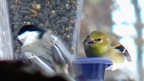 Finches and Chickadee