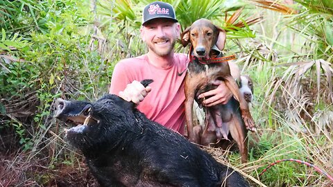 A fun Hog Hunt with our dogs!