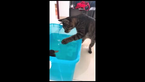 funny cat's compilation 🤣#cats #catlover