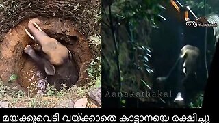 കൊമ്പൻ കാട്ടിലേക്ക്; മയക്കുവെടി വെക്കാതെ തന്നെ _ Saving an Elephant from a Deadly well _ BBC Earth