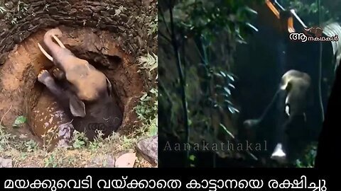 കൊമ്പൻ കാട്ടിലേക്ക്; മയക്കുവെടി വെക്കാതെ തന്നെ _ Saving an Elephant from a Deadly well _ BBC Earth