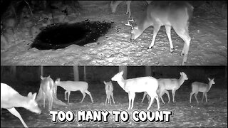 A Buck with antlers still on his head finds the water hole