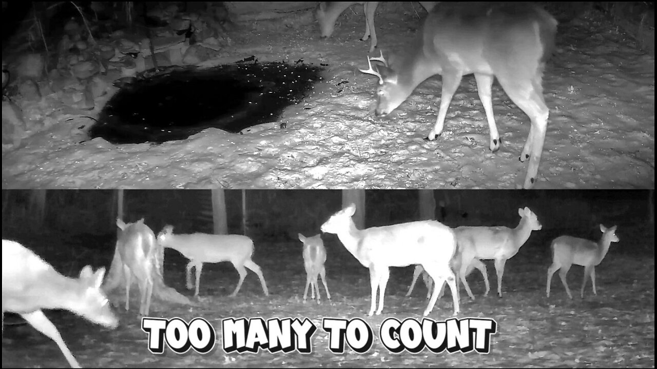 A Buck with antlers still on his head finds the water hole