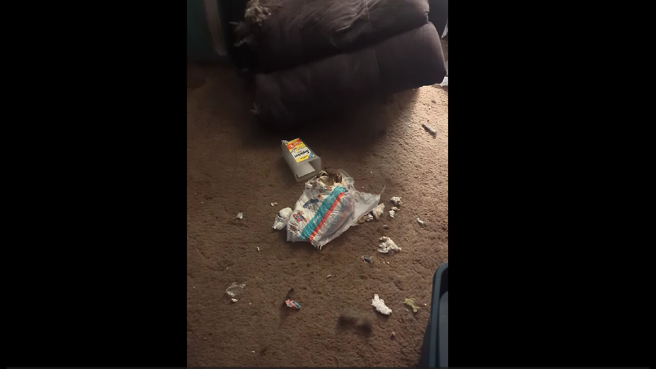 Who Ripped Up the Soiled Crinklz? (Warning: Poop) (January 2024)