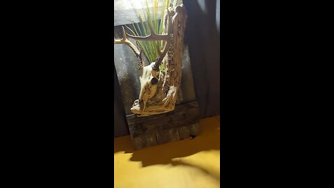 WHITETAIL DEER MOUNT ON A HOMEMADE PLAQUE!!