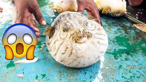 Puffer Fish Inflating in Hand || ViralHog ! Pufferfish Puffing Up! 😂