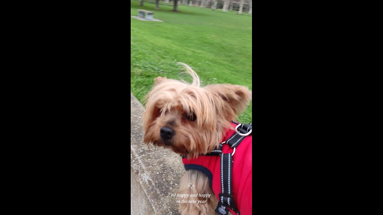 Yorkie Lucy Yorkshire terrier Christmas