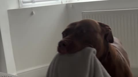 Dog Brings Blanket To Bed For Weekend Snuggles