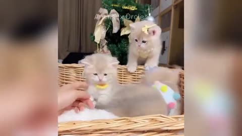 cat and dogs