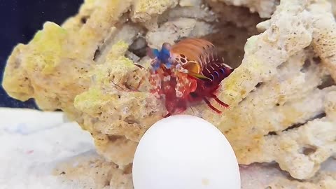 Mantis Shrimp - Gift