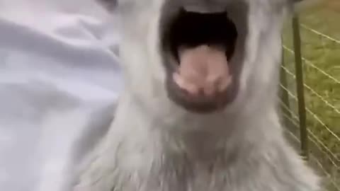 Funny animal