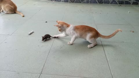 Cat playing with mouse 🐀#pet adventure MeoWnMore