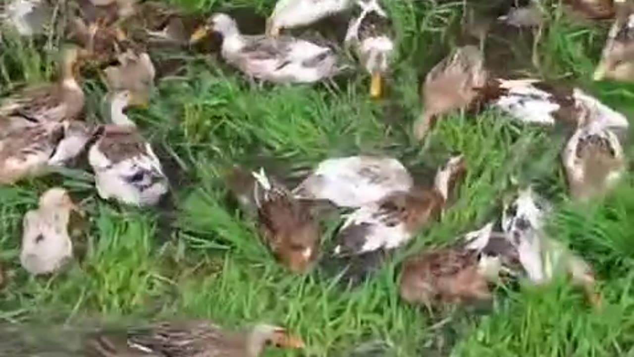 Cute Duck's 🦆😍