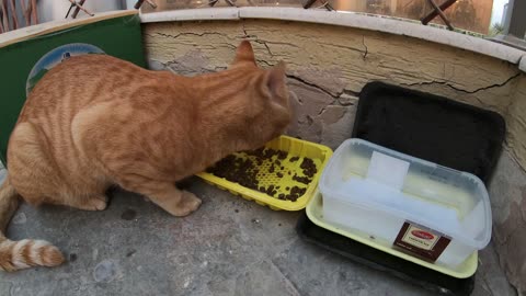 Homeless cat in Ras Al Khaimah, UAE: ED SHEERAN #cat #cats #EdSheeran #emirates #pet #ae #UAE #pets