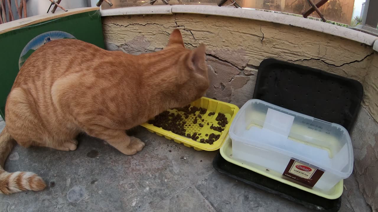Homeless cat in Ras Al Khaimah, UAE: ED SHEERAN #cat #cats #EdSheeran #emirates #pet #ae #UAE #pets
