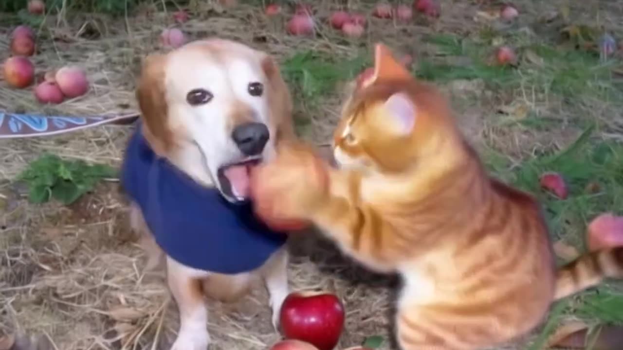 Funny cat with red apple