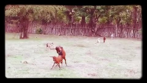 Goats Playing