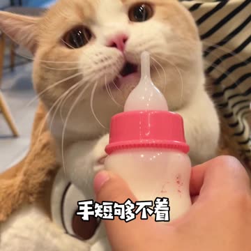Funny moment of feeding milk to a cat video 2025 skc.com 40