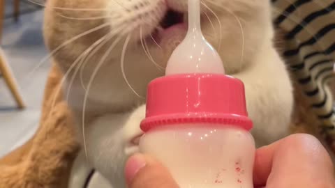 Funny moment of feeding milk to a cat video 2025 skc.com 40