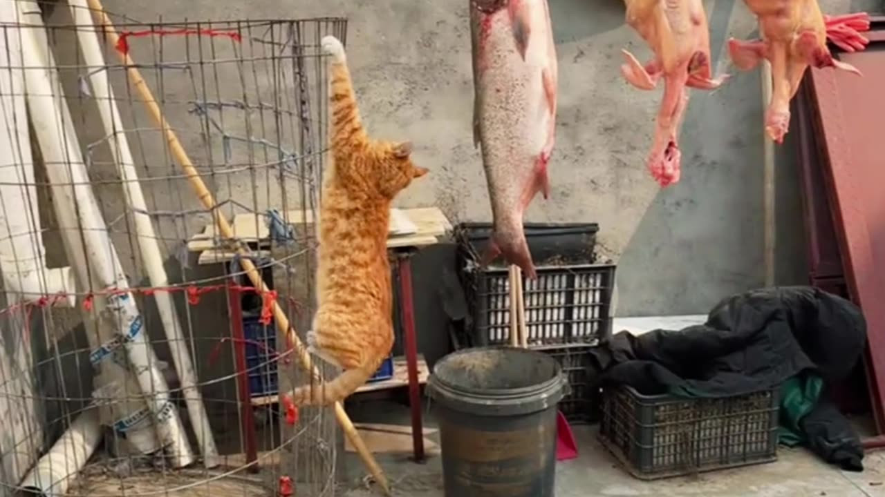 Little kittens can't be up to much mischief