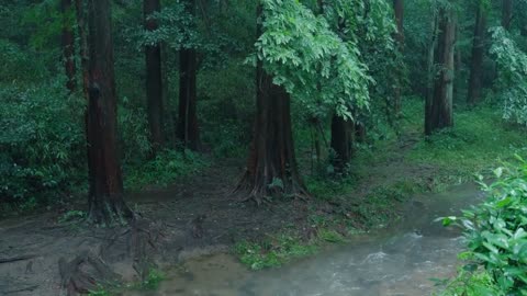 The streams and rain in the valley