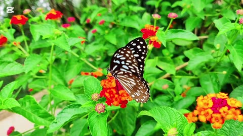 Love of Nature
