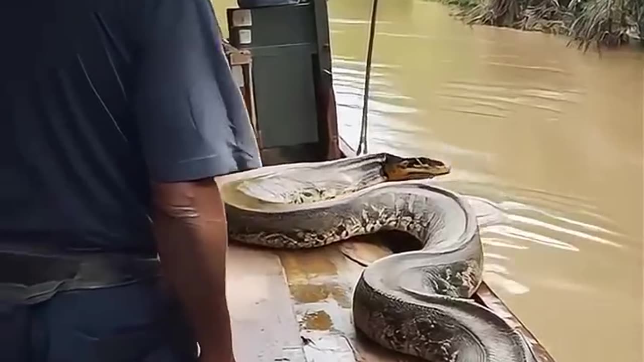 Most biggest anaconda