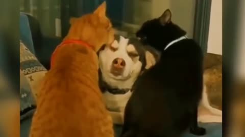 Dog and cats together