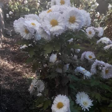 Chrysanthemum thicket