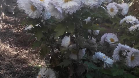 Chrysanthemum thicket