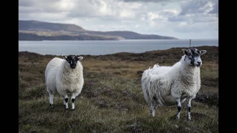 Sheep Sounds | 8 Hours of Peaceful Sheep Herd Noises for Sleep, Relaxation and Meditation