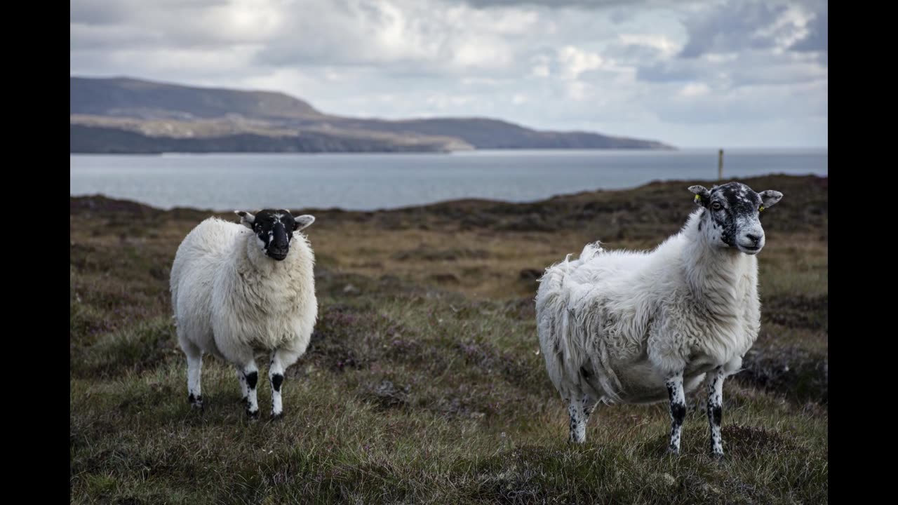 Sheep Sounds | 8 Hours of Peaceful Sheep Herd Noises for Sleep, Relaxation and Meditation