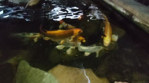 PET THE KOI FISH